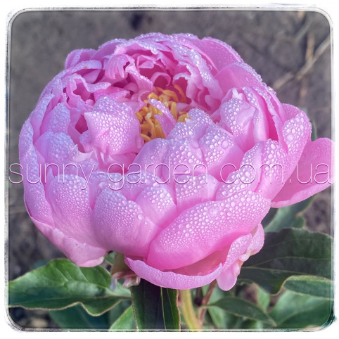 PINK CHARMER