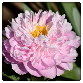 PINK CHARMER
