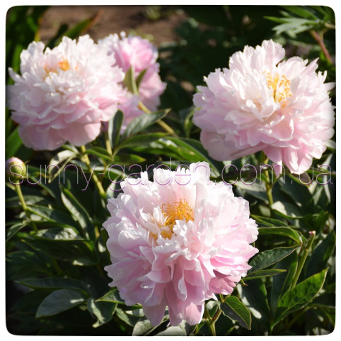 PINK CHARMER