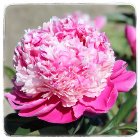 PINK DERBY