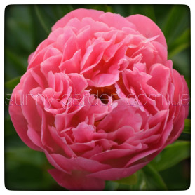 PINK HAWAIIAN CORAL