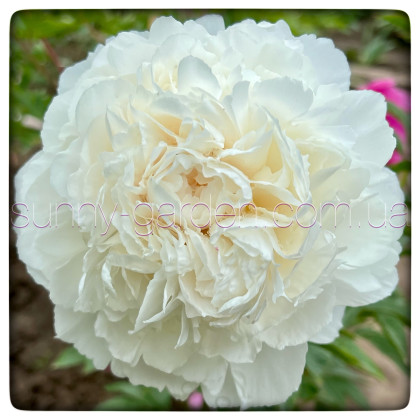 PUFFED COTTON