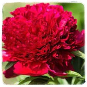 RED CHARM