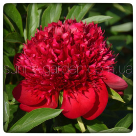 RED CHARM