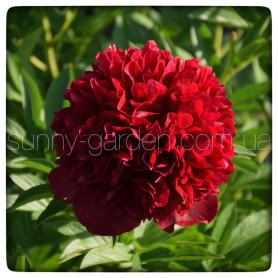 RED GRACE