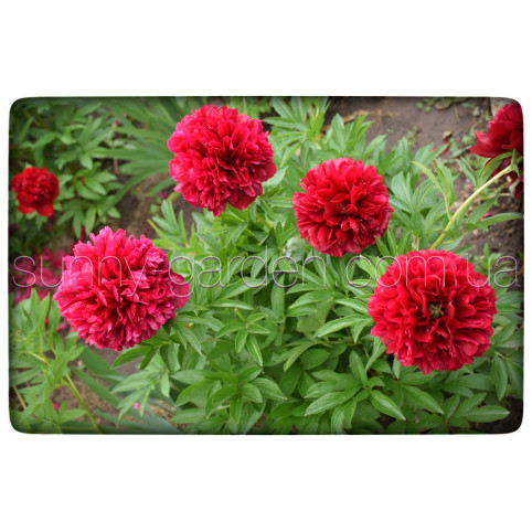 RED GRACE
