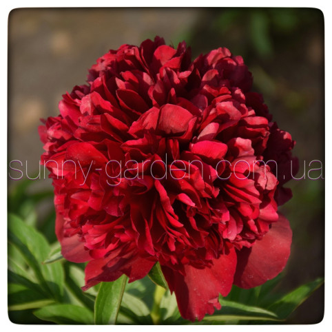RED GRACE