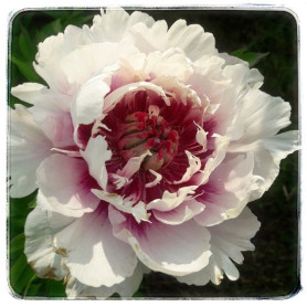 ROSY PROSPECTS