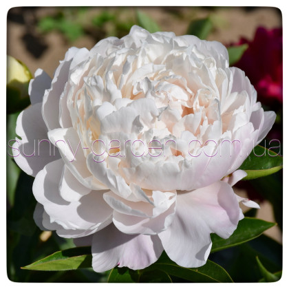 VICTORIAN BLUSH