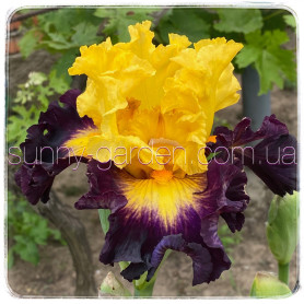 Seedling TB-19-02