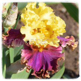 Seedling BB-19-03