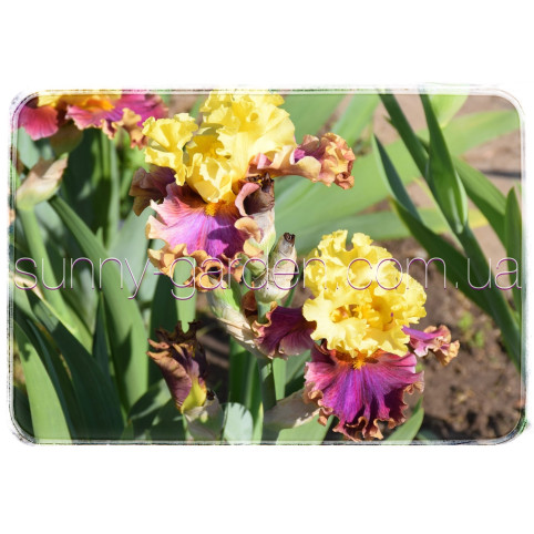 Seedling BB-19-03