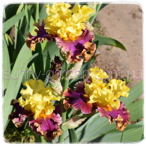 Seedling BB-19-03