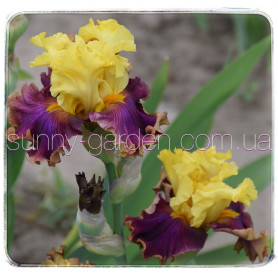 Seedling BB-19-03