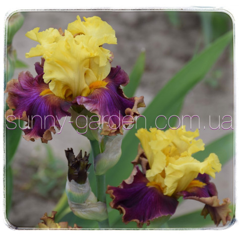 Seedling BB-19-03