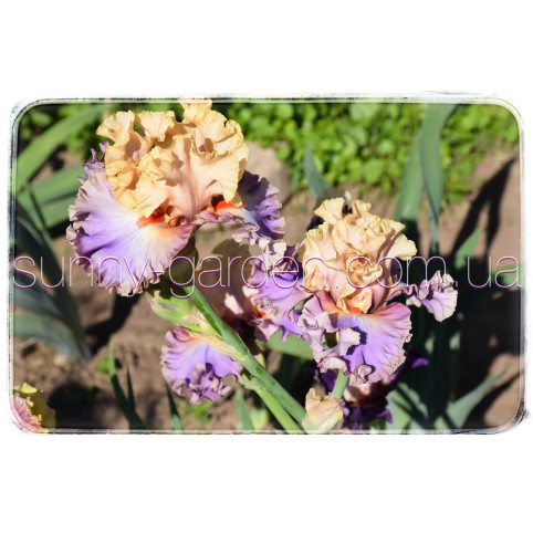 Seedling TB-21-02